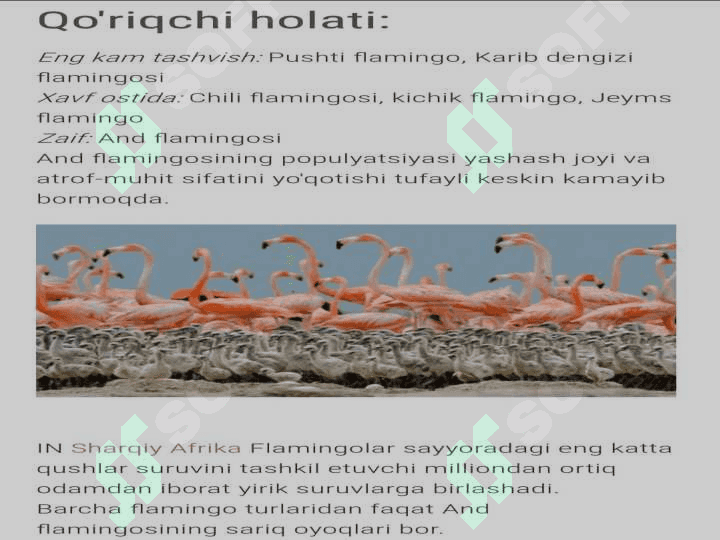 flomingo 6