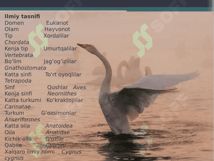 Oqqush 2