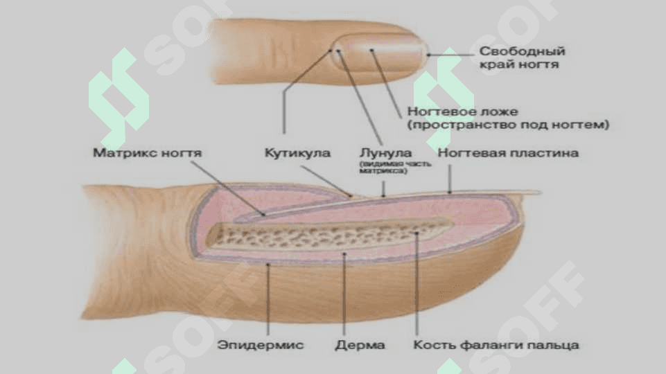Psoriaz (tangachali temiratki) 7