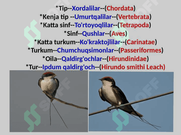 zoologiya qaldirg`ochlar turlari pptx 2