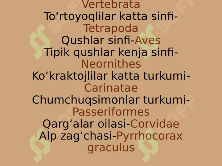 zoologiya zag`chalar turlari pptx 2