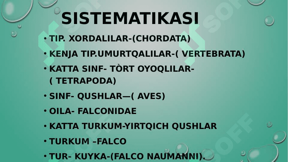 zoologiya burgutlar va  ularning turlari pptx 2