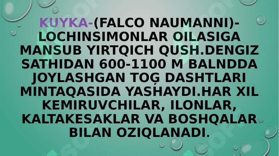 zoologiya burgutlar va  ularning turlari pptx 4