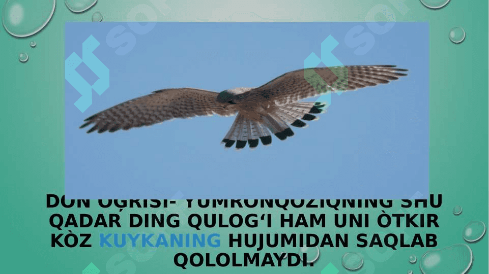 zoologiya burgutlar va  ularning turlari pptx 5