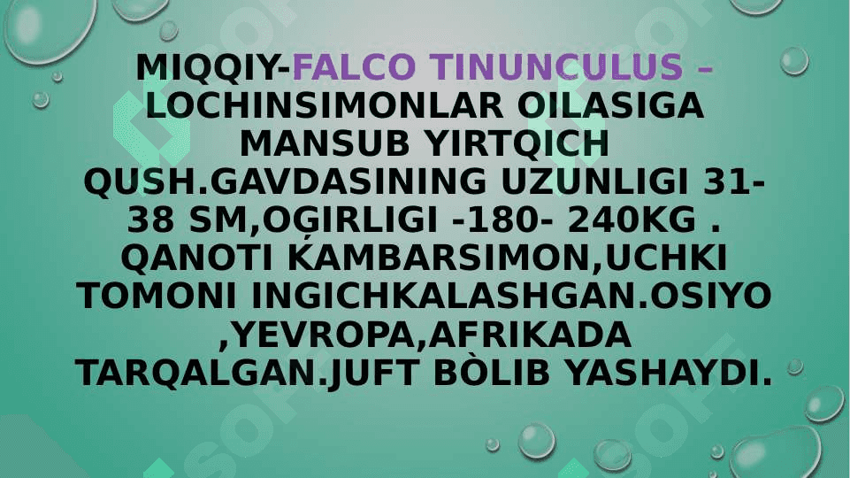 zoologiya burgutlar va  ularning turlari pptx 6