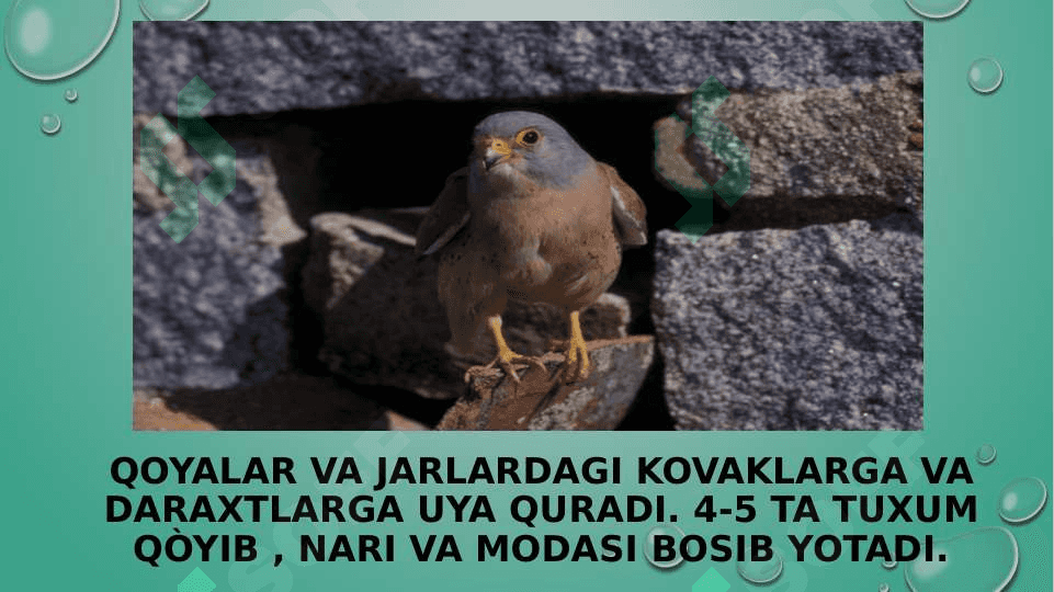 zoologiya burgutlar va  ularning turlari pptx 7