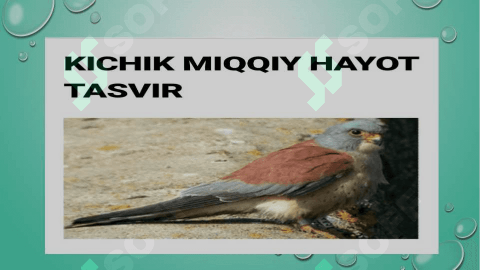 zoologiya burgutlar va  ularning turlari pptx 8