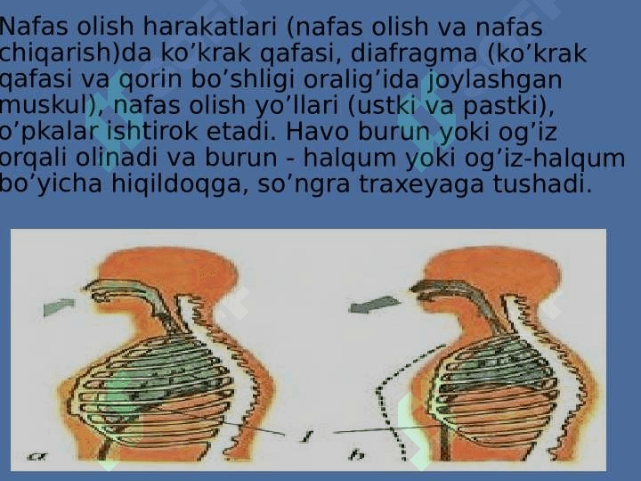 Nafas yoʻllari kasalliklarida bemorlarni parvarishlash 3