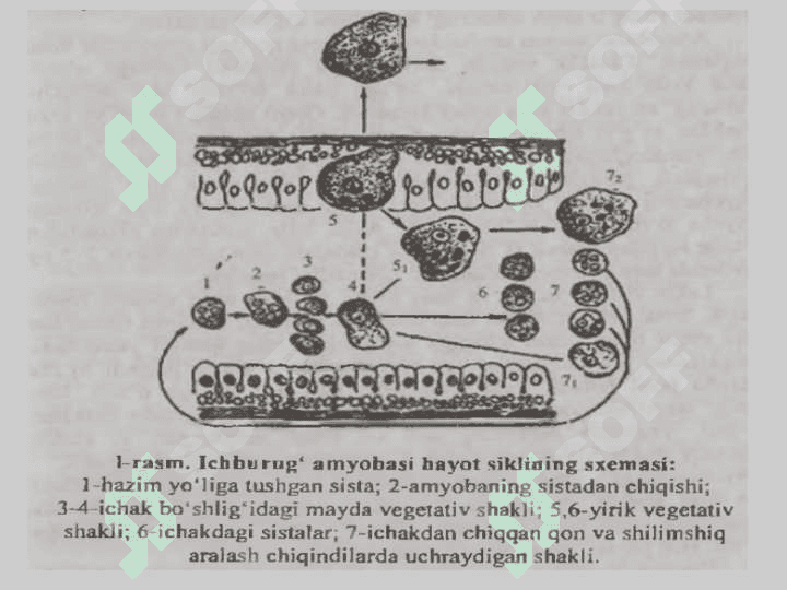 zoologiya parazit bir hujayralilar pptx 7