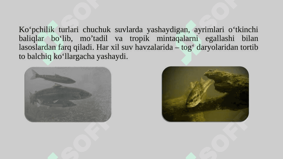 Karpsimonlar turkumi tavsifi  pptx 5