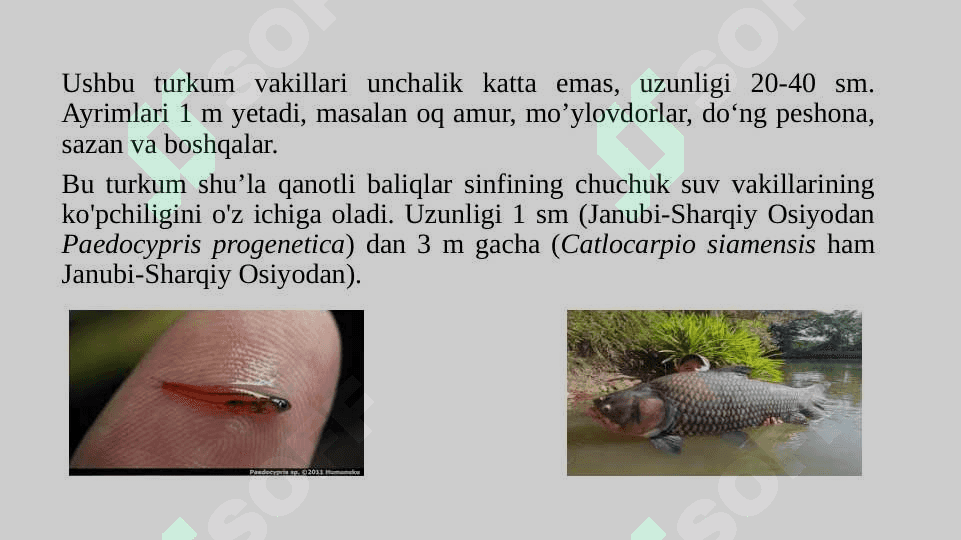 Karpsimonlar turkumi tavsifi  pptx 7