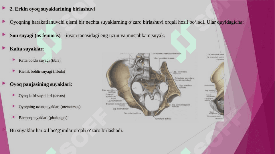 CHANOQ KAMARI ERKIN OYOQ SUYAKLARINING BIRLASHUVI HOSIL BO'LISHI, TUZILISHI, HARAKAT O'QLARI VA SATHLARI. 4