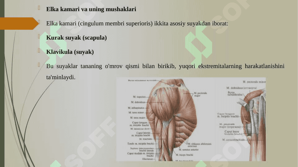 ELKA KAMARI VA ELKA MUSHAKLARI. BILAK MUSHAKLARI VA FASSIYALARI. 3
