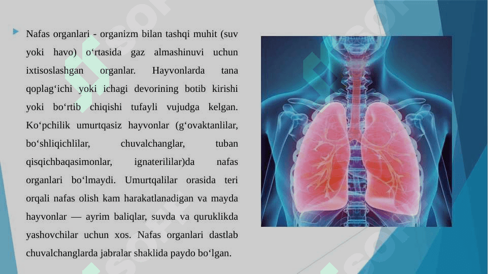 NAFAS ORGANLARI FAOLIYATIGA TA'SIR QILADIGAN VOSITALAR 3