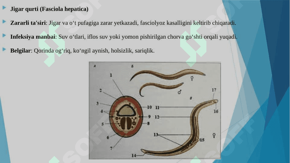 SO'RG'ICHLILAR - ODAM PARAZITLARI. JIGAR QURTI, LANSETSIMON SO'RG'ICH, MUSHUK, O'PKA, QON SO'RG'ICHLILAR 3