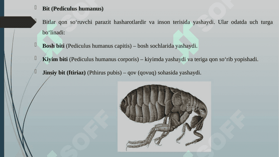 TIBBIYOTDA AHAMIYATGA EGA BO'LGAN HASHAROTLAR BIT,BURGA 3