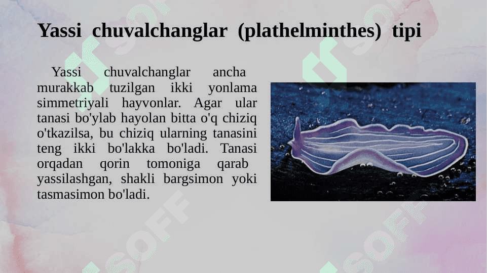 Chuvalchanglar olami (yassi chuvalchanglar) 2
