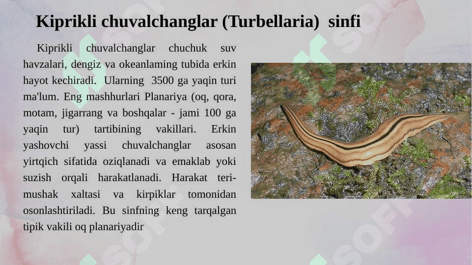 Chuvalchanglar olami (yassi chuvalchanglar) 6