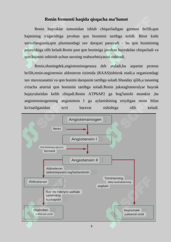 Renin fermentining tibbiyotdagi ahamiyati 2