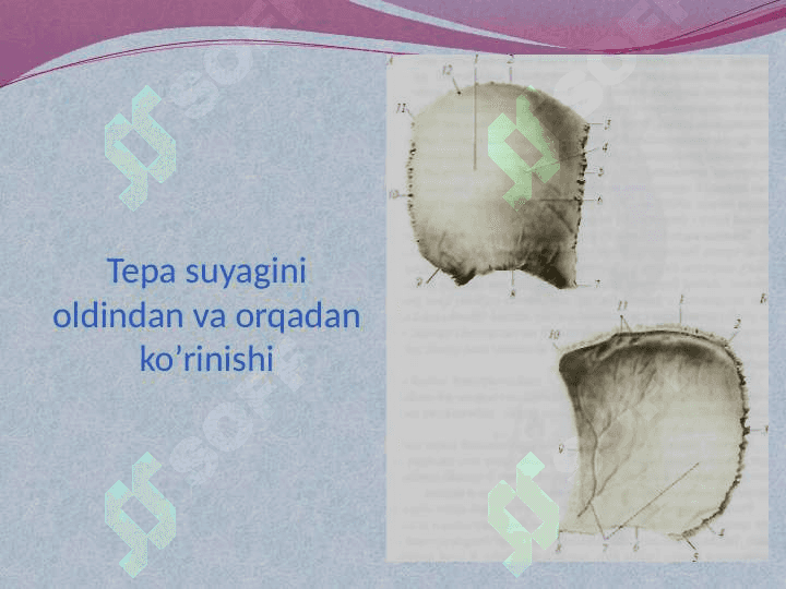 Anatomiya kalla suyaklari 6