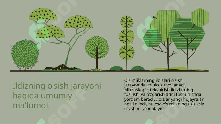 Ildizning o'sish qismini aniqlash usulli 3