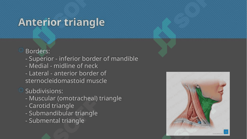 Triangles of neck anatomy 3