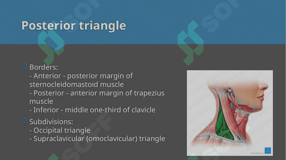 Triangles of neck anatomy 4