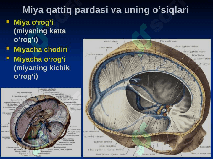 Bosh sohasi miya qismining klinik anatomiyasi 8