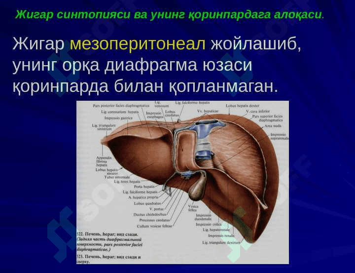 ЖИГАР, БИЛИАР ТИЗИМ ва ОШҚОЗОН  ОСТИ  БЕЗИ ЖАРРОҲЛИК  АНАТОМИЯСИ 4