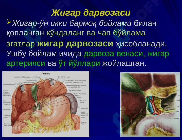 ЖИГАР, БИЛИАР ТИЗИМ ва ОШҚОЗОН  ОСТИ  БЕЗИ ЖАРРОҲЛИК  АНАТОМИЯСИ 7