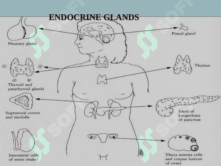 ENDOCRINE SYSTEM 5