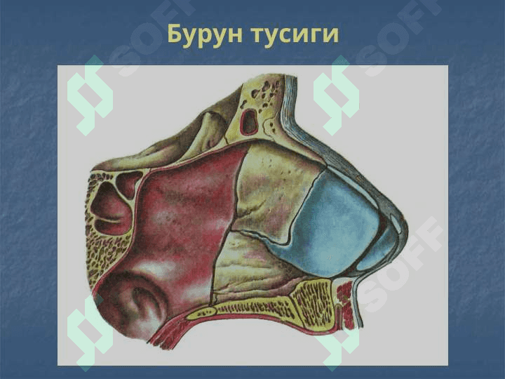 Оториноларингологиянинг замонавий  ютуклари ва вазифалари  Бурун ва бурун Ёндош бушликларининг  уткир ва сурункали касалликлари 7