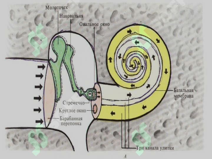 Eshituv va vestibular analizatorlarning fiziologiyasi 8