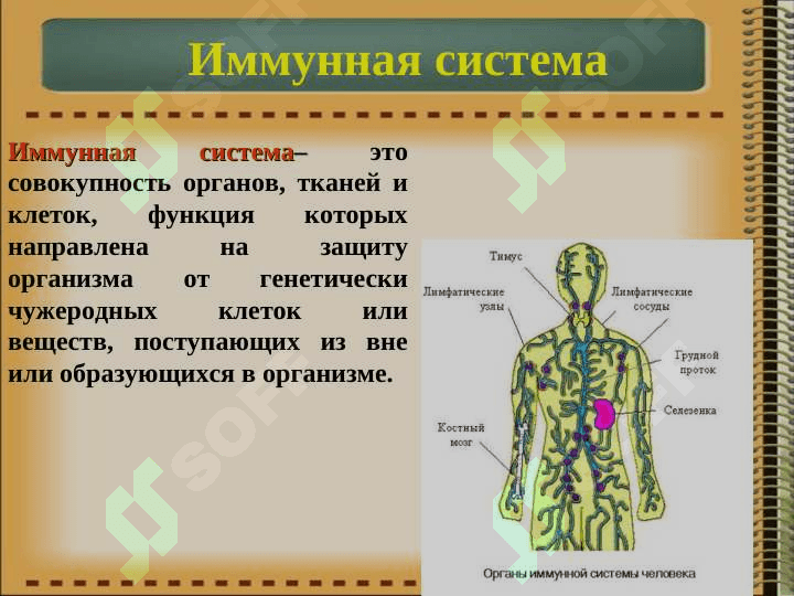Иммунная система организма. Классификация иммунитета. Врожденный и приобретенный иммунитет. 2