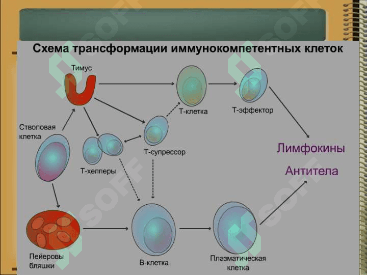 Иммунная система организма. Классификация иммунитета. Врожденный и приобретенный иммунитет. 4