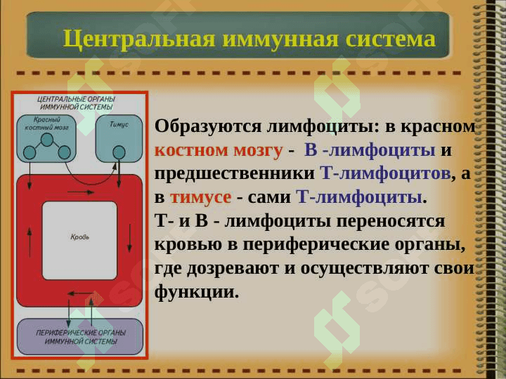 Иммунная система организма. Классификация иммунитета. Врожденный и приобретенный иммунитет. 6