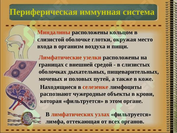 Иммунная система организма. Классификация иммунитета. Врожденный и приобретенный иммунитет. 7