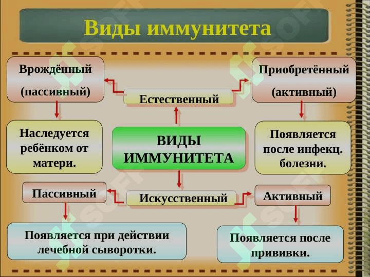 Иммунная система организма. Классификация иммунитета. Врожденный и приобретенный иммунитет. 8