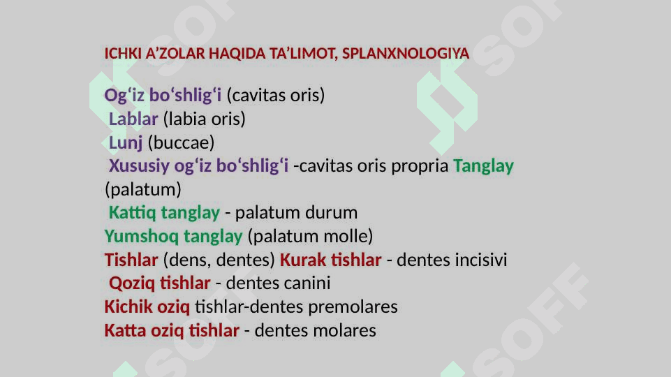 Ovqat hazm qilish a’zolari 3