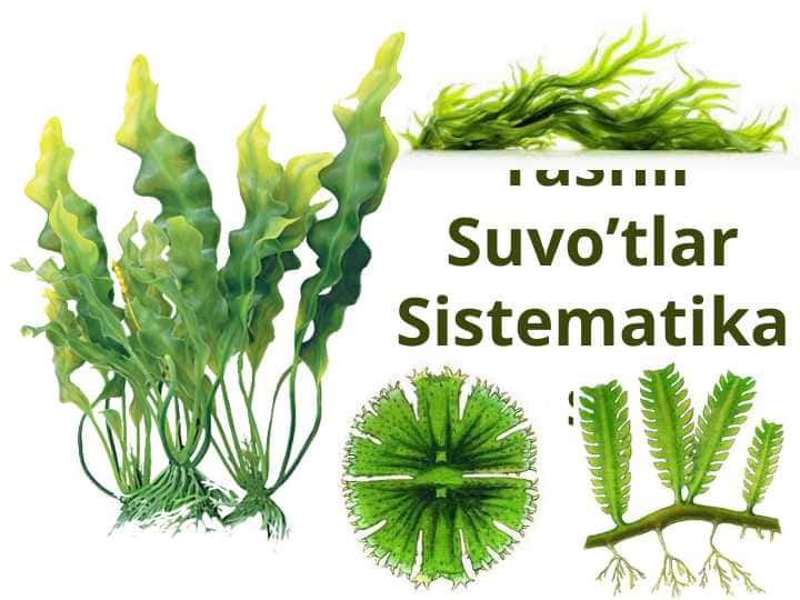 Yashil suvo'tlarining sistematikasi 1