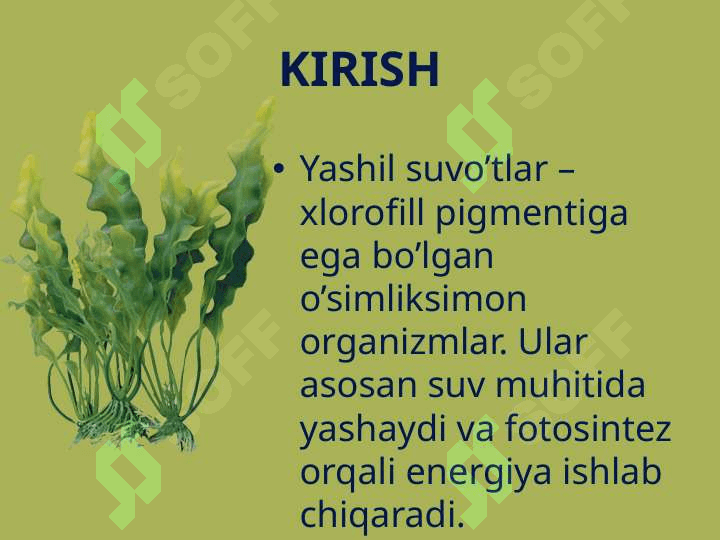Yashil suvo'tlarining sistematikasi 2