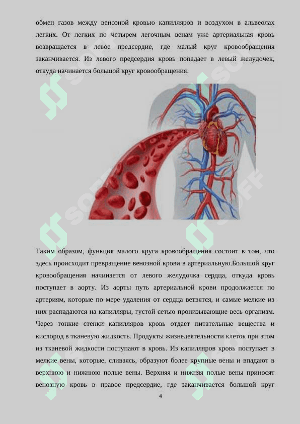Возрастные особенности система кровообращения 4