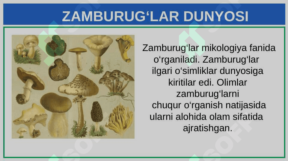 ZAMBURUG‘LAR DUNYOSI 2