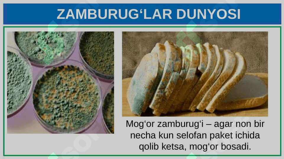 ZAMBURUG‘LAR DUNYOSI 8