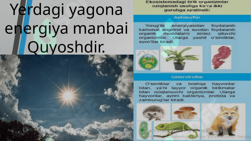 EKOSISTEMALARDA ENERGIYA OQIMI 2