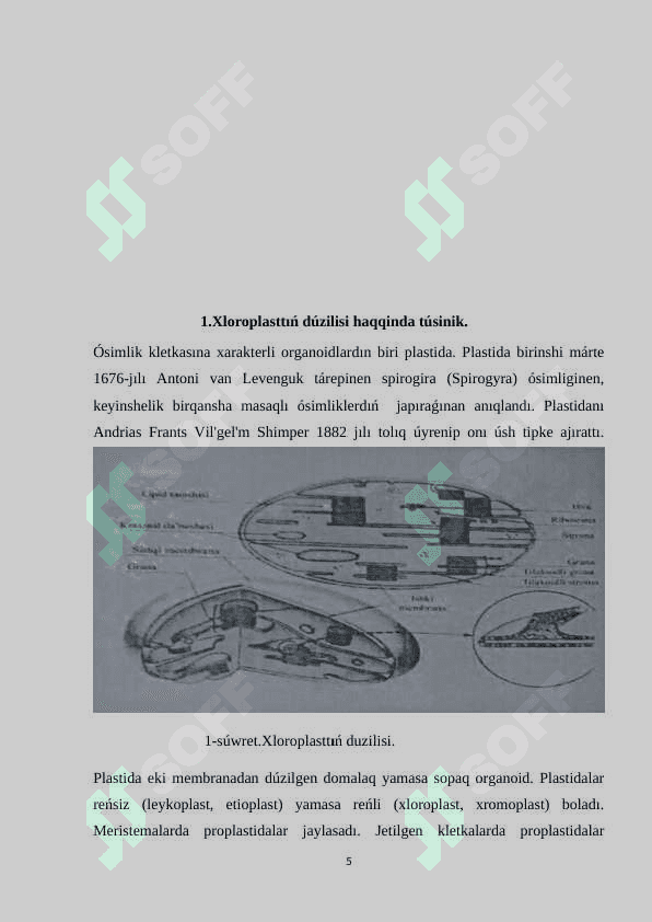 Xloroplasttıń dùzilisi hám funksiyası 5