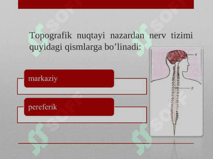 Nerv sistemasining tuzilishi 3