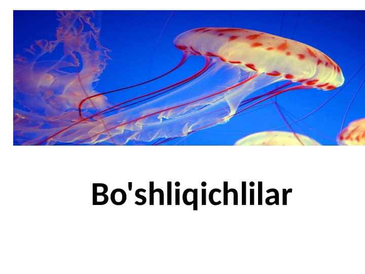 Bo'shliqichlilar