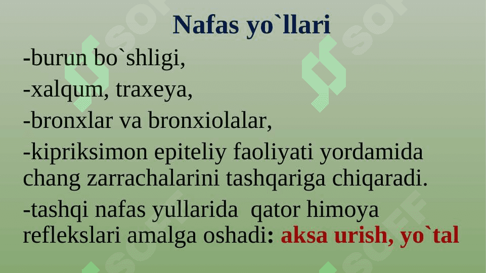 Nafas olish tizimining fiziologiyasi 6