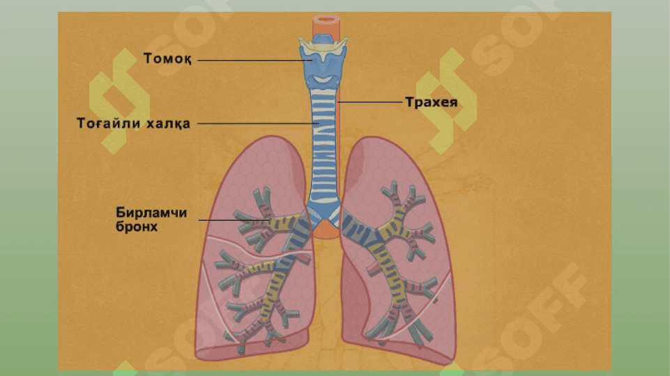 Nafas olish tizimining fiziologiyasi 8